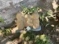 龍隠庵の{uncategorized: "未分類", other: "その他", undefined: "問題あり", building: "その他建物", grave: "お墓", sacred_gate: "鳥居", guardian: "狛犬", statue: "像", buddha: "仏像", history: "歴史", nature: "自然", garden: "庭園", animal: "動物", pagoda: "塔", temizu: "手水舎", mountain_gate: "山門・神門", sanctuary: "本殿・本堂", subordinate: "末社・摂社", art: "芸術", scenery: "景色", jizo: "地蔵", ema: "絵馬", goshuin: "御朱印", omikuji: "おみくじ", items: "授与品その他", amulet: "お守り", goshuincho: "御朱印帳", eats: "食事", festival: "お祭り", votive_dance: "神楽", shichigosan: "七五三参", wedding: "結婚式", experience: "体験その他", initially: "初詣", around: "周辺", anti_infection: "感染症対策"}