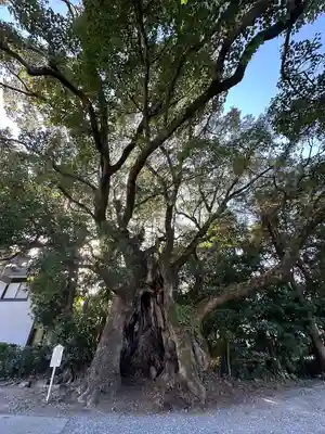 川津来宮神社(静岡県)
