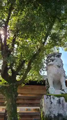 松尾大社の狛犬