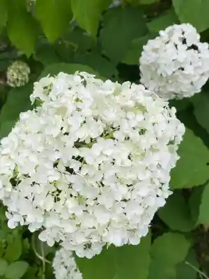 本土寺(千葉県)