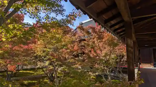 妙覺寺（妙覚寺）(京都府)