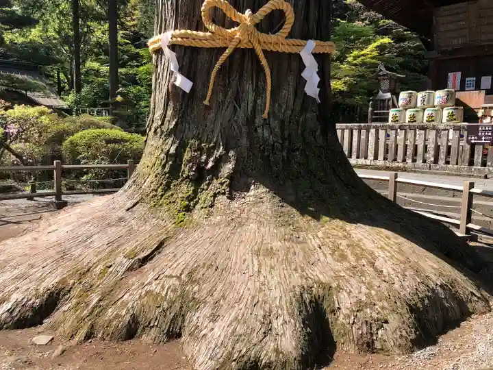 北口本宮冨士浅間神社の自然