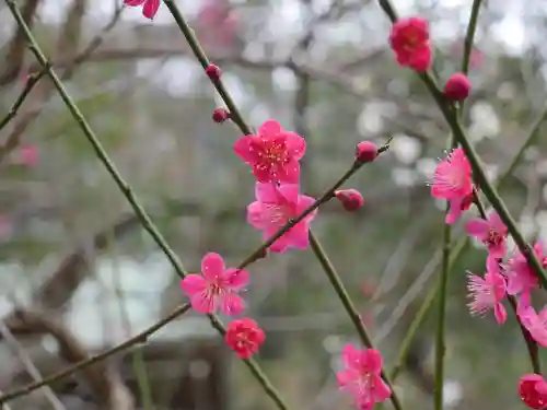 御霊神社の自然