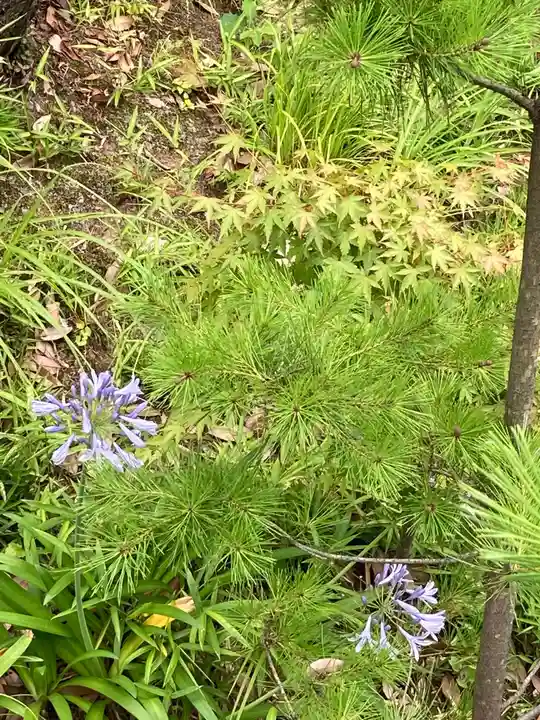 金子稲荷大明神の自然