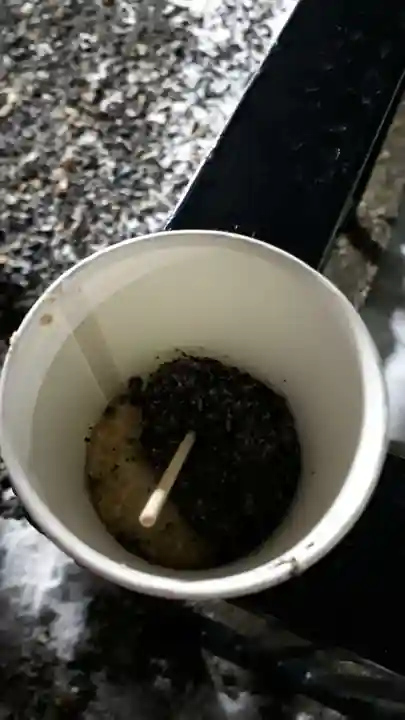 新琴似神社の食事