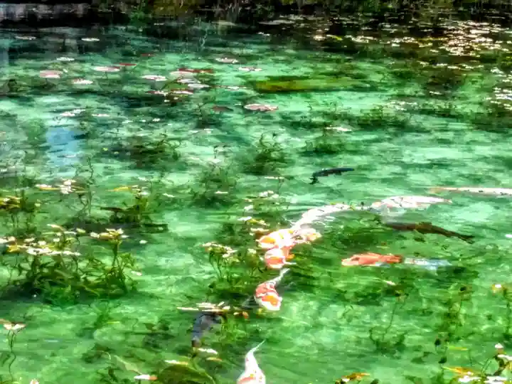 根道神社の動物