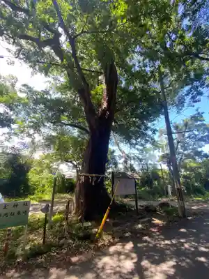 国玉神社の自然