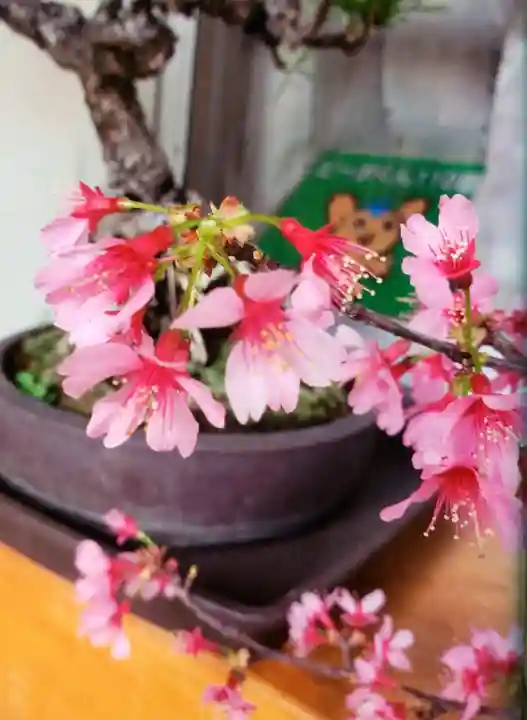 高円寺氷川神社(東京都)
