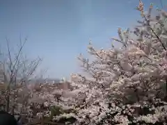 園城寺（三井寺）の自然