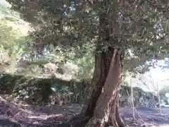 三峯神社の自然