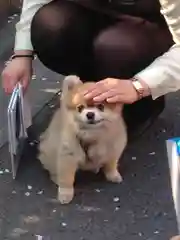 浅草寺の動物