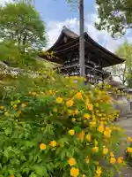 松尾大社の自然