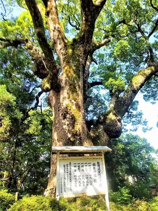 稲佐神社の自然