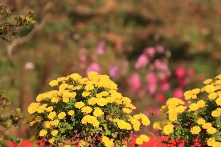 阿久津「田村神社」(郡山市阿久津町)旧社名:伊豆箱根三嶋三社の庭園