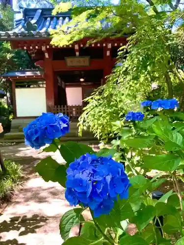 本土寺(千葉県)