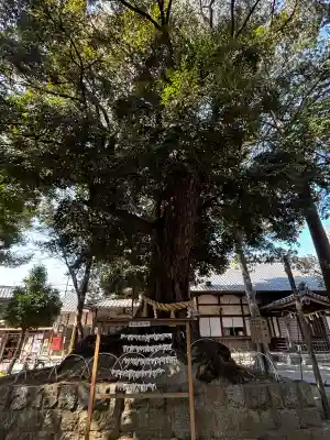豊川進雄神社の{uncategorized: "未分類", other: "その他", undefined: "問題あり", building: "その他建物", grave: "お墓", sacred_gate: "鳥居", guardian: "狛犬", statue: "像", buddha: "仏像", history: "歴史", nature: "自然", garden: "庭園", animal: "動物", pagoda: "塔", temizu: "手水舎", mountain_gate: "山門・神門", sanctuary: "本殿・本堂", subordinate: "末社・摂社", art: "芸術", scenery: "景色", jizo: "地蔵", ema: "絵馬", goshuin: "御朱印", omikuji: "おみくじ", items: "授与品その他", amulet: "お守り", goshuincho: "御朱印帳", eats: "食事", festival: "お祭り", votive_dance: "神楽", shichigosan: "七五三参", wedding: "結婚式", experience: "体験その他", initially: "初詣", around: "周辺", anti_infection: "感染症対策"}