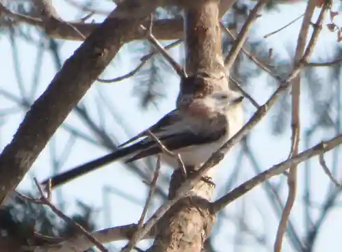 留辺蘂神社の動物