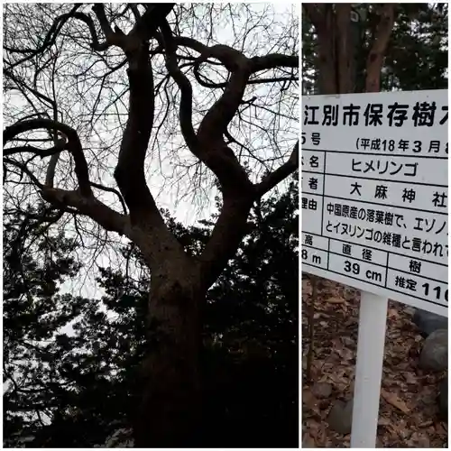 大麻神社のその他建物