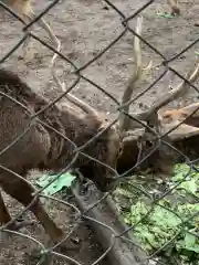 三嶋大社の動物