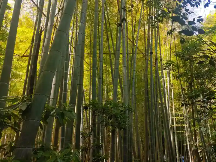 報国寺(神奈川県)