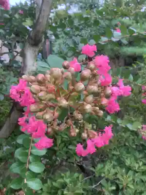 龍馬神社の自然