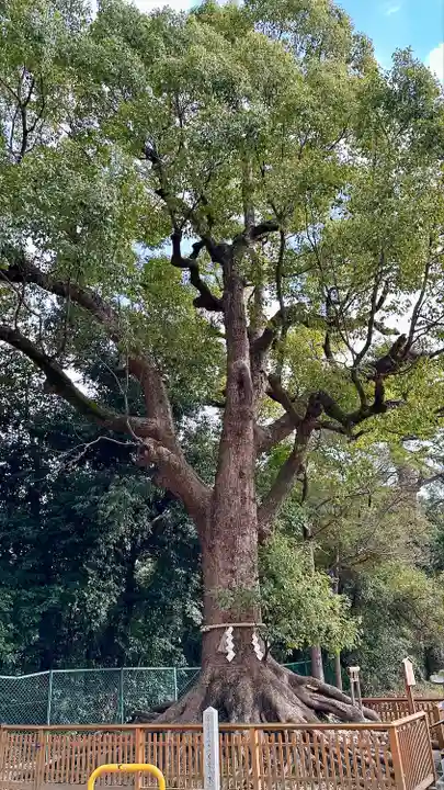 和泉國一之宮 大鳥大社(大阪府)