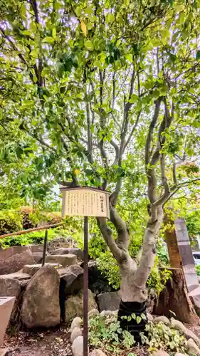 鎮守氷川神社の自然