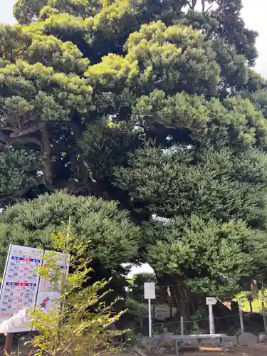 九重神社の自然
