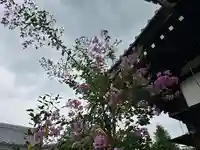 大乗院(京都府)