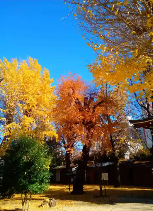 諏訪神社の自然