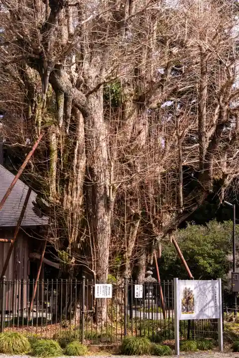 村山浅間神社(静岡県)