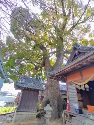 関川社（赤坂町）の自然