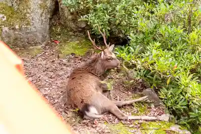 御山神社(厳島神社奧宮)(広島県)