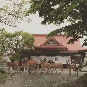 釧路一之宮 厳島神社の動物(2019年06月22日(土) 22時44分37秒投稿)