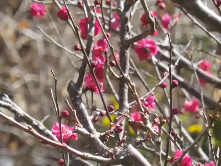 荏柄天神社の自然