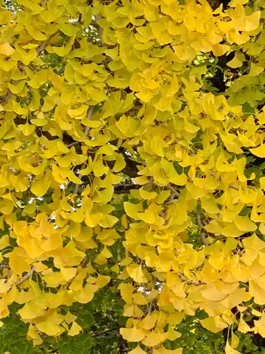 隨心院(随心院)の自然