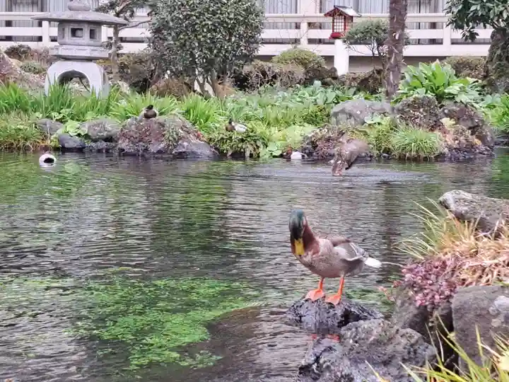 富士山本宮浅間大社(静岡県)