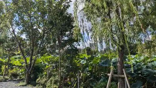 寛永寺不忍池弁天堂の自然