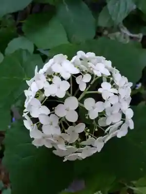 五十稲荷神社(栄寿稲荷神社)(東京都)