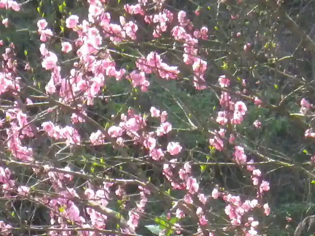 御霊神社の自然