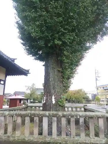 諏訪神社(群馬県)