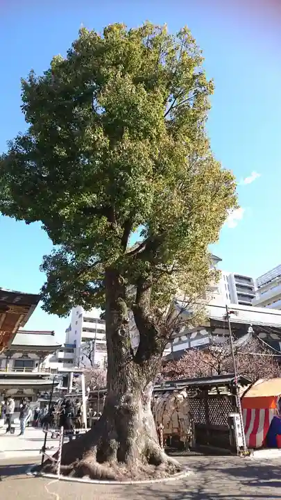 湯島天満宮の自然
