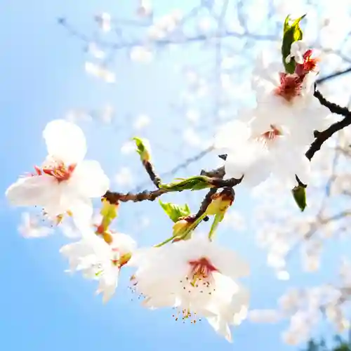 大生神社の自然