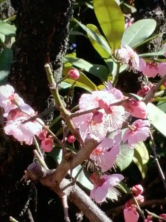 中野沼袋氷川神社(東京都)