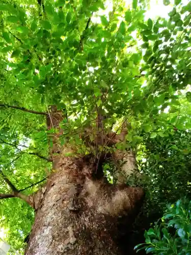 阿佐ヶ谷神明宮(東京都)