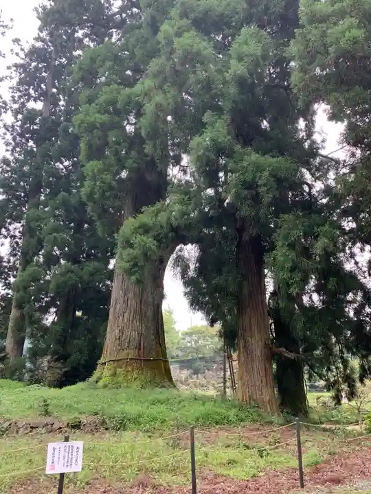 村山浅間神社の自然