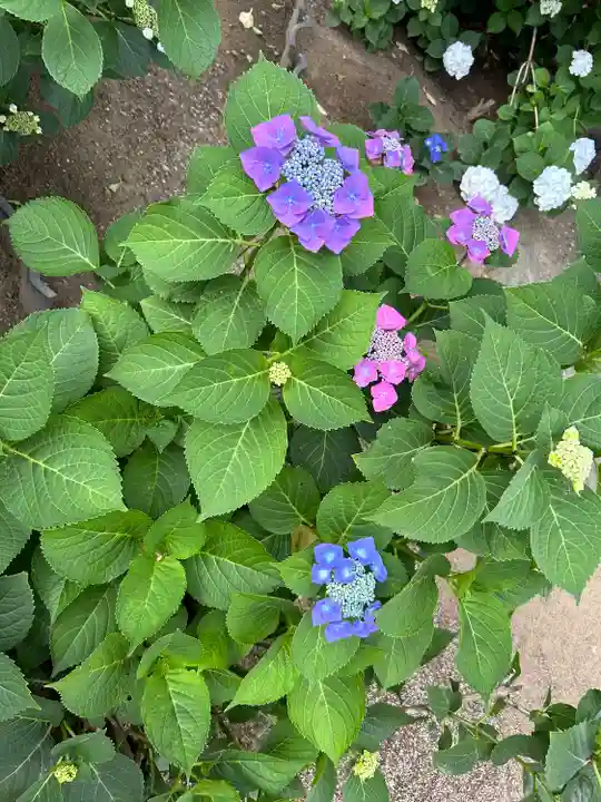 能護寺(埼玉県)