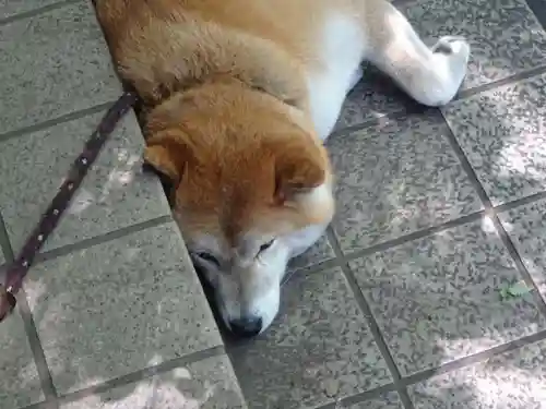 笠䅣稲荷神社の動物