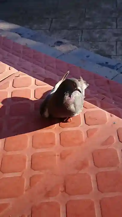 出羽国分寺薬師堂の動物