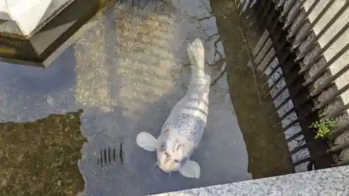 福祥寺（須磨寺）の動物